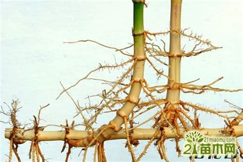竹子繁殖方式 1965年 生肖